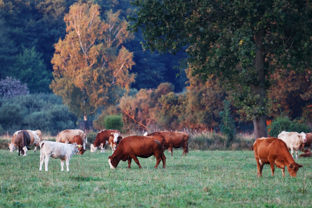 Rinder / Copyright: Holger Groß