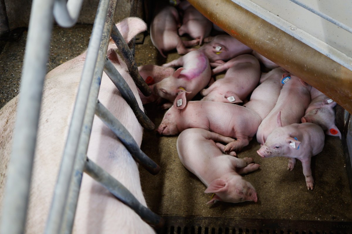 Schweineproduktion / Copyright: Holger Groß