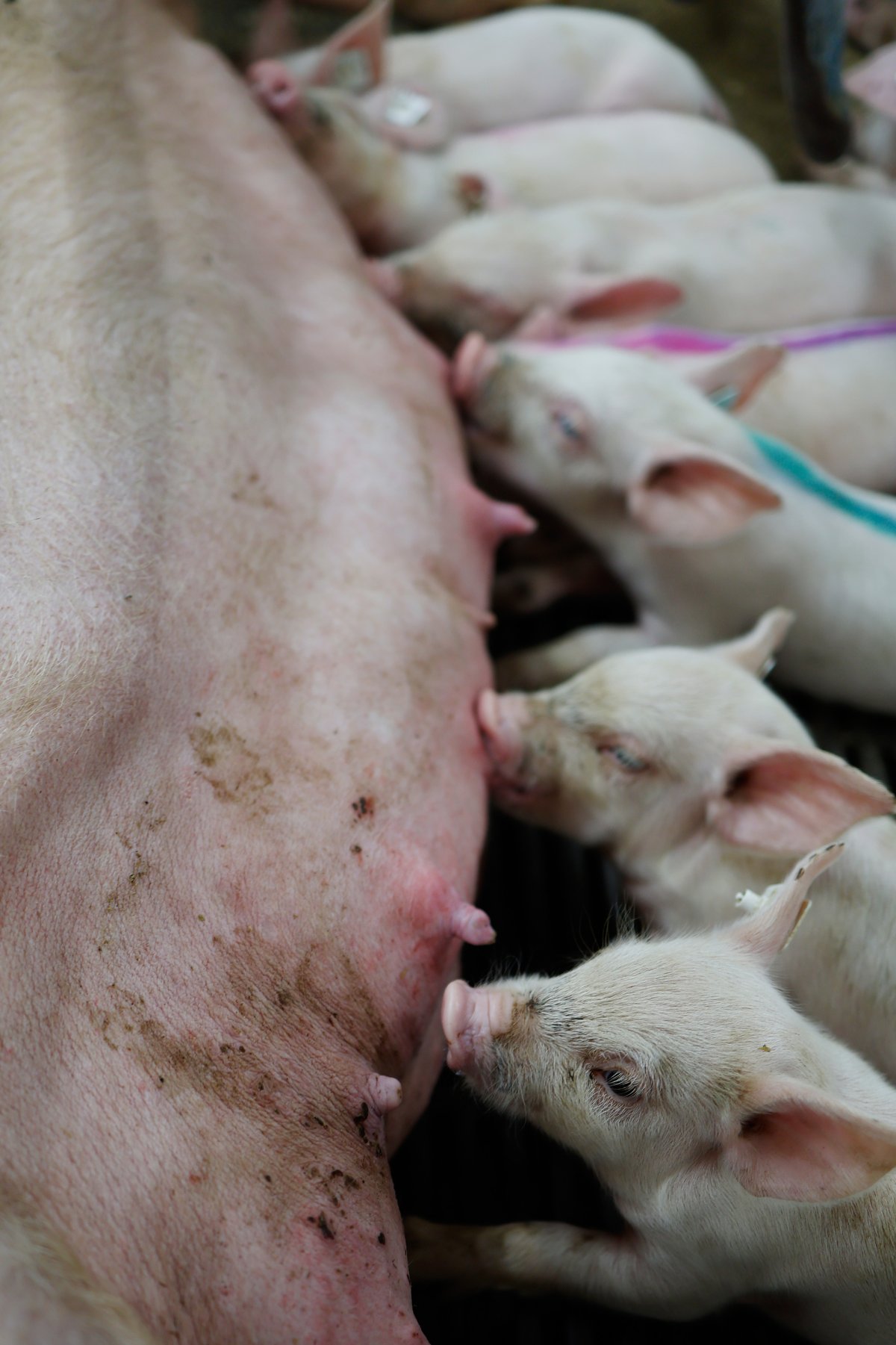 Schweineproduktion / Copyright: Holger Groß