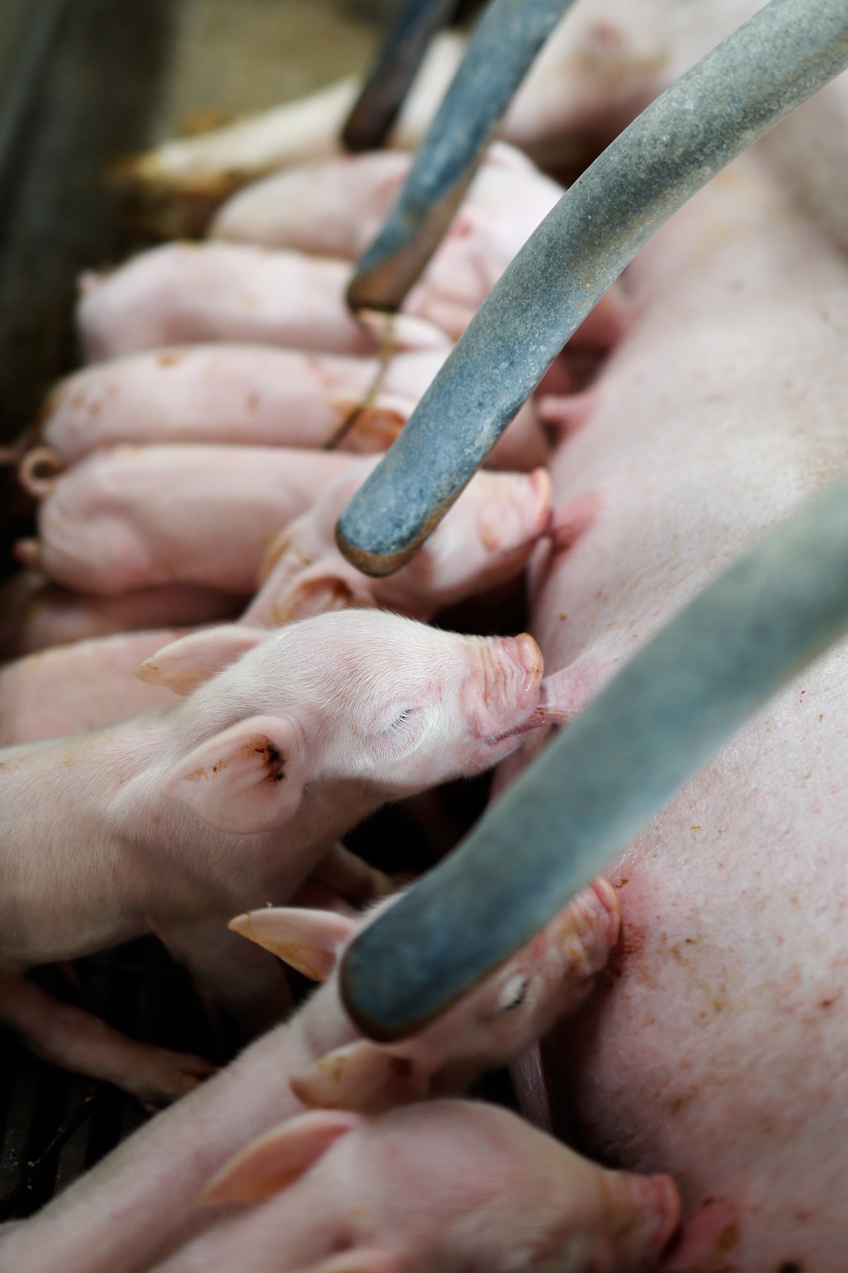 Schweineproduktion / Copyright: Holger Groß