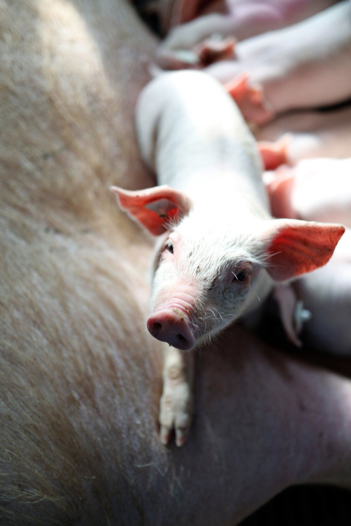 Schweineproduktion / Copyright: Holger Groß
