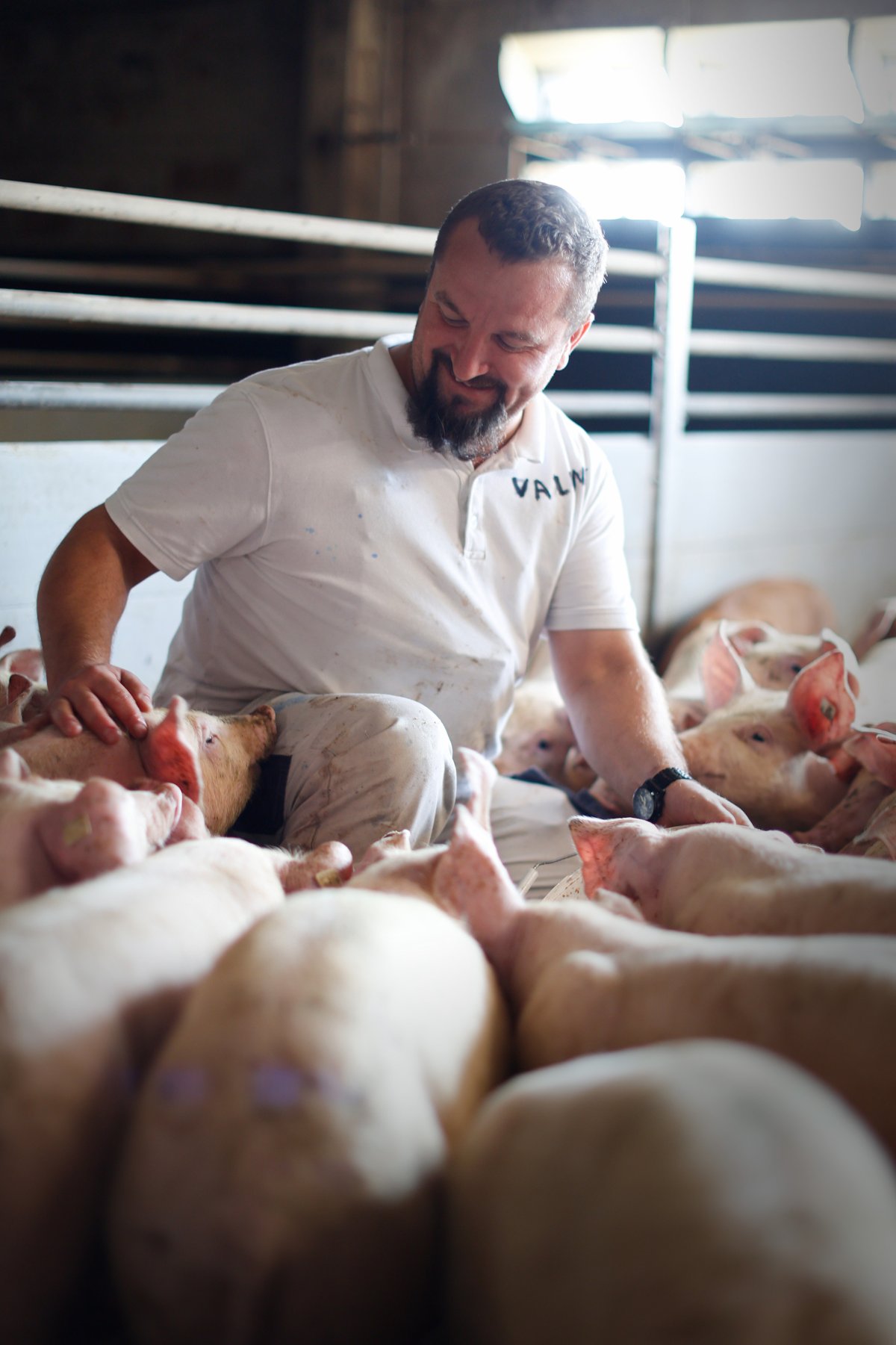 Schweineproduktion / Copyright: Holger Groß