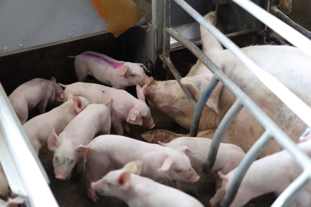 Schweineproduktion / Copyright: Holger Groß