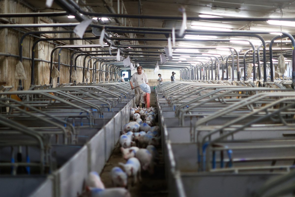 Schweineproduktion / Copyright: Holger Groß