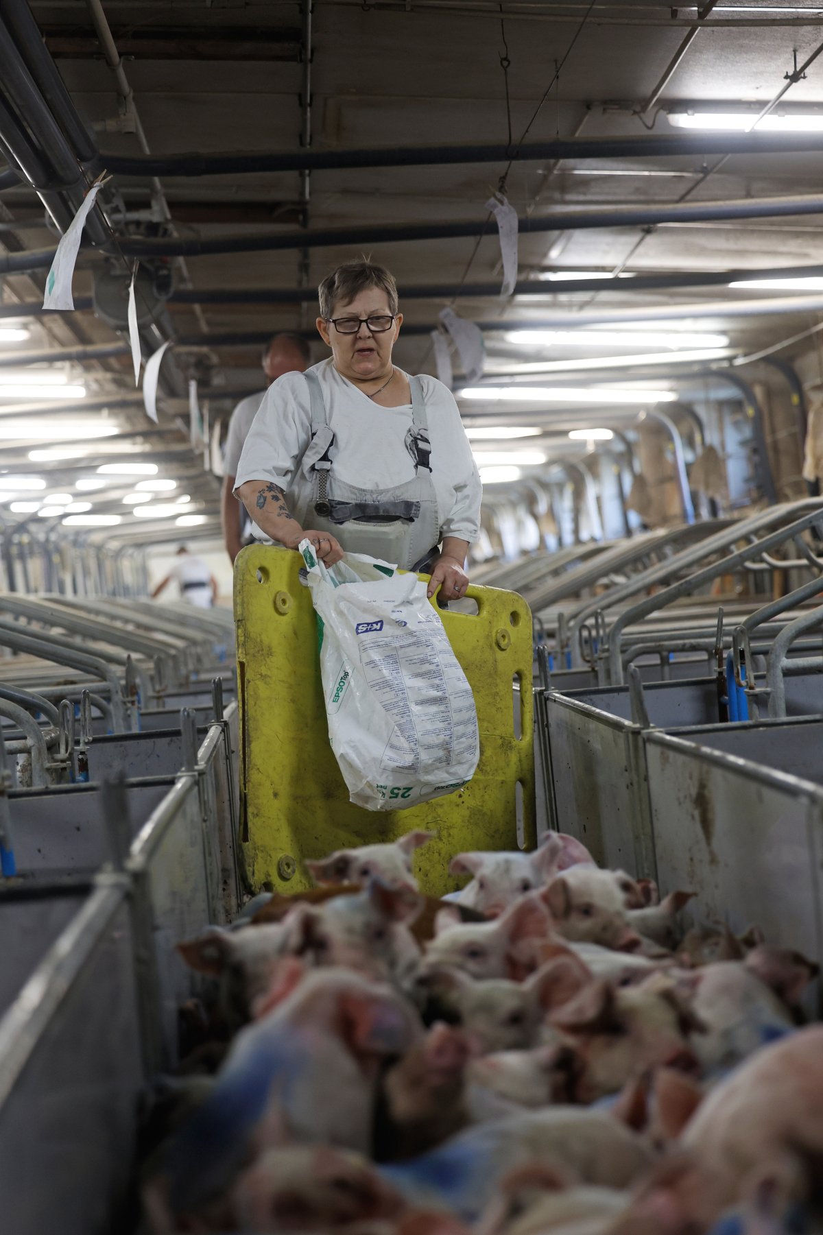 Schweineproduktion / Copyright: Holger Groß