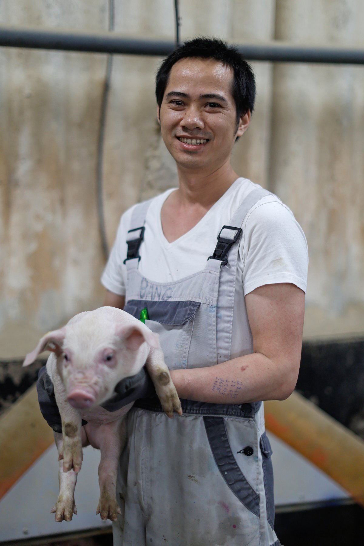 Schweineproduktion / Copyright: Holger Groß