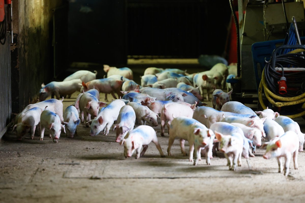 Schweineproduktion / Copyright: Holger Groß