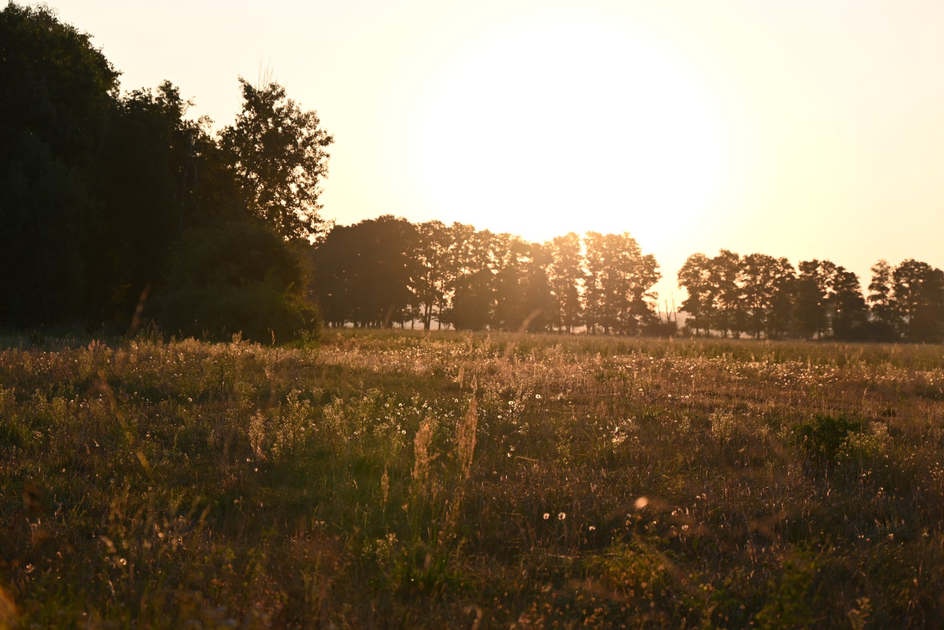 Wiese im Sonnenuntergang / Copyright: Holger Groß
