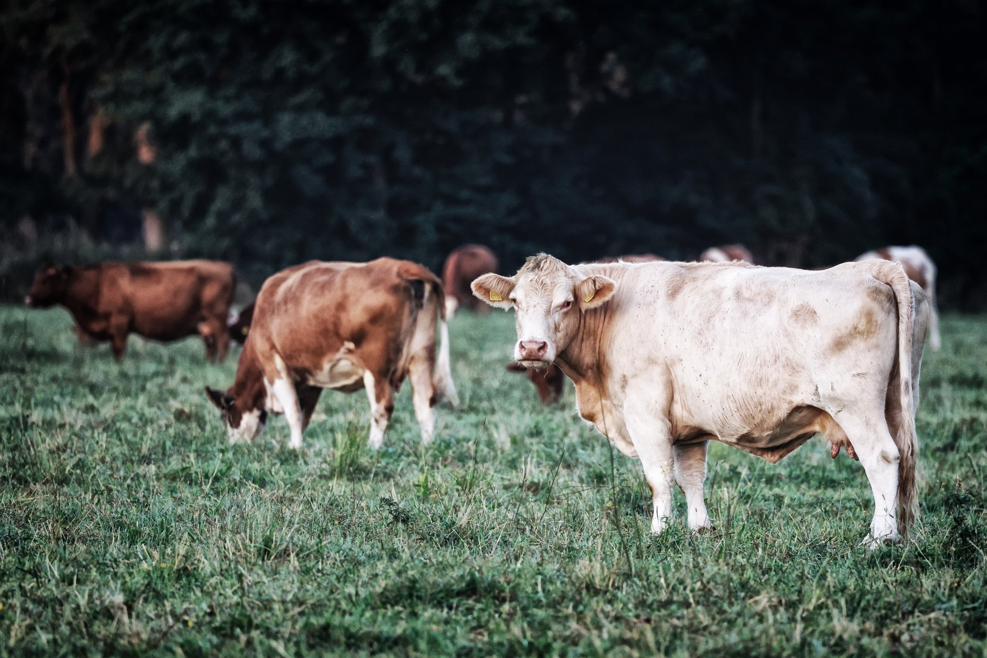 Rinder auf einer Wiese / Copyright: Holger Groß