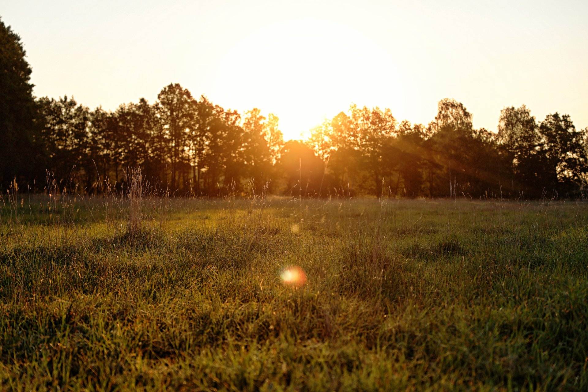 Wiese mit Sonnenuntergang / Copyright: Holger Groß