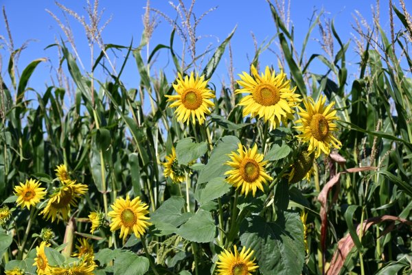 Sonnenblumen vor Mais
