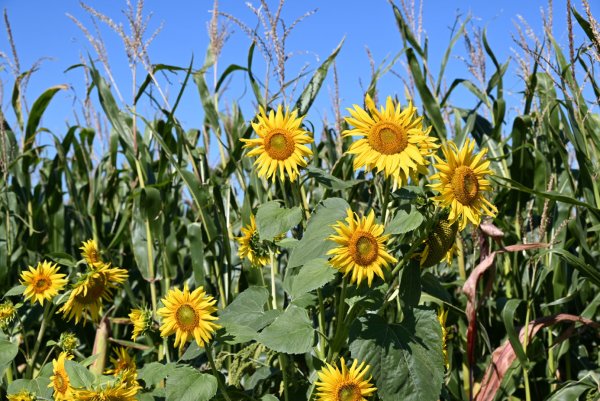 Sonnenblumen vor Mais