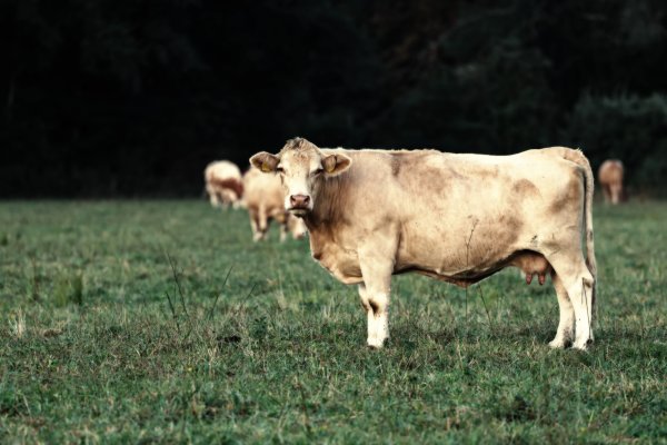 Kühe auf einer Wiese / Copyright: Holger Groß